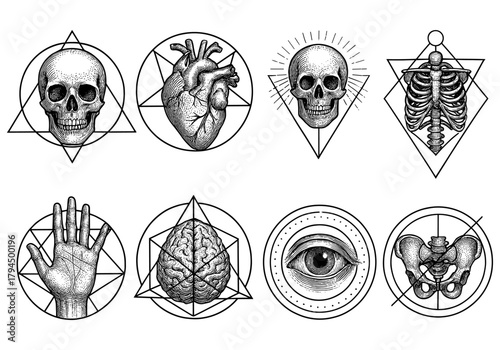 Intricate collection of human anatomy in geometric line art style