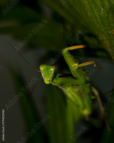 Detailed close-up photo of a Mantis religiosa staring directly into the camera, showcasing natural texture, sharp focus, expressive insect features, and a clean, realistic macro look.