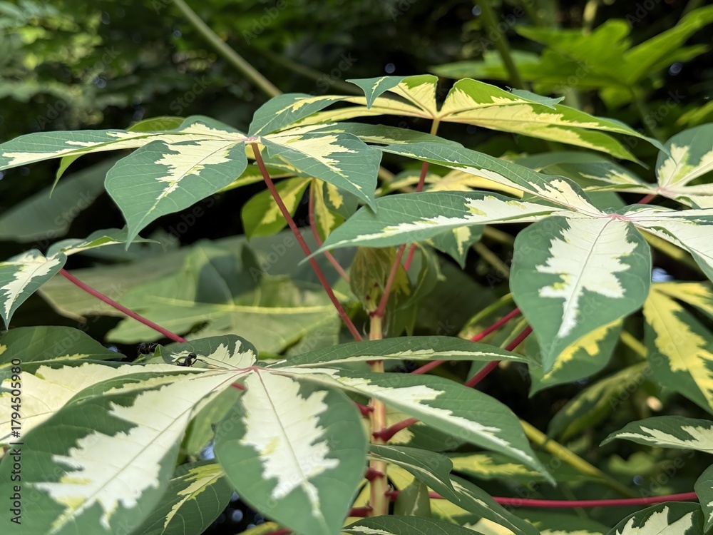 Fototapeta premium Variegated cassava leaves with red stems create a natural, vibrant botanical arrangement outdoors