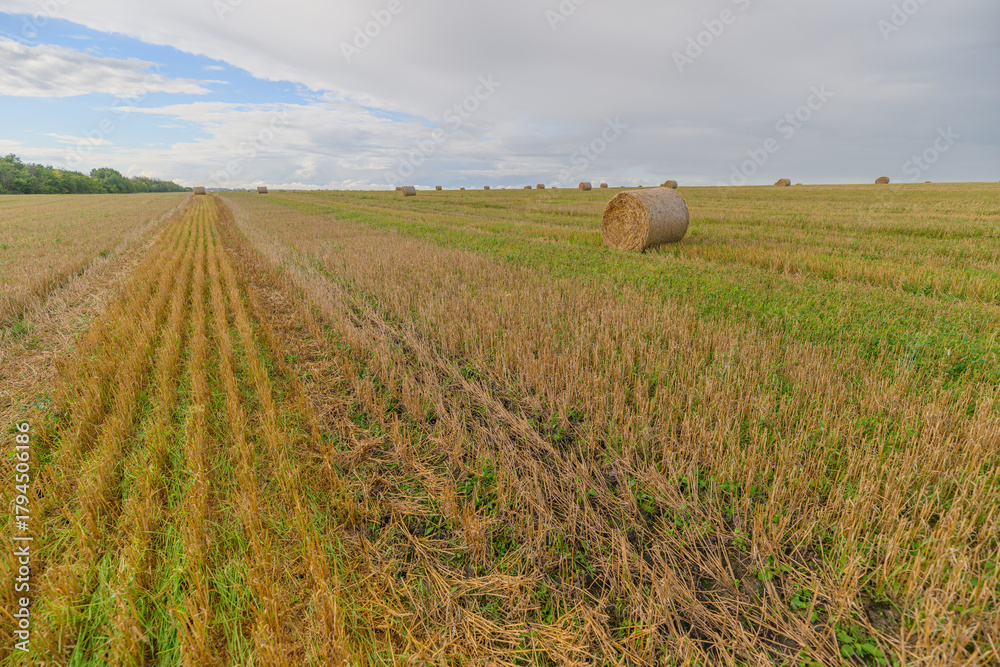 Obraz premium An Expansive Agricultural Field Featuring Hay Bales Set Beneath Clear and Sunny Skies