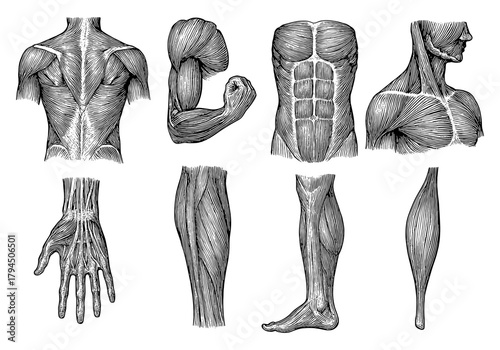 Detailed human anatomy: muscle and tendon structures in engraving style