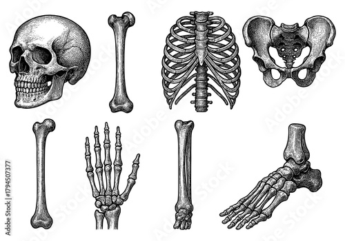 Detailed sketch of human skeletal anatomy with skull, ribcage, pelvis, and limbs