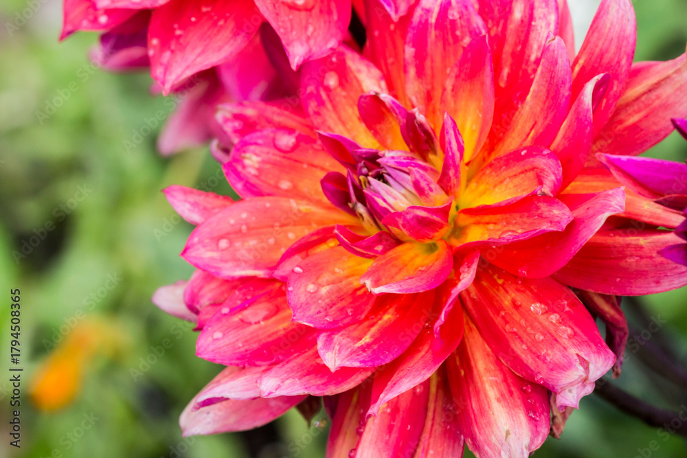 Fototapeta premium scarlet dahlia. colorful detailed macro photo of a flower. blurred background with highlights, bokeh. space for text. natural beauty. close-up.