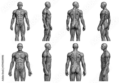 Anatomical human figures in detailed engraved style from multiple angles