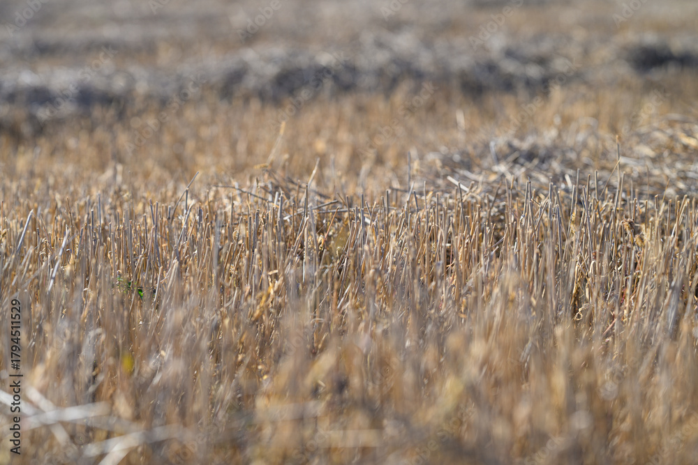 Obraz premium Golden Harvest Field in a beautiful landscape, showcasing natures bounty and abundance