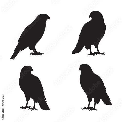 Cooper’s Hawk Silhouettes