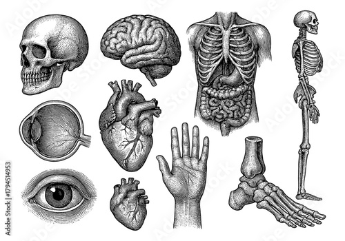 Detailed engravings of human anatomy featuring brain, skeleton, and organs