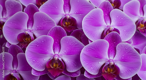 A close up of many purple orchids with water droplets on the petals in a floral arrangement
