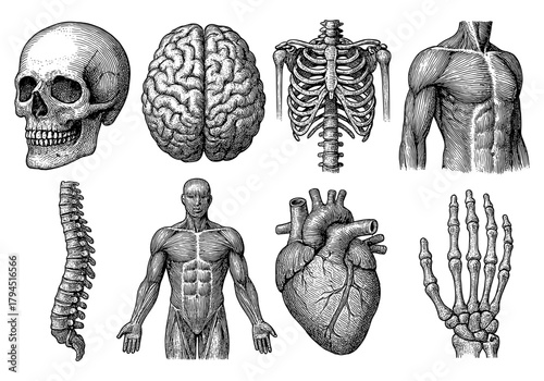 Detailed anatomical human body parts in engraving style with skull, brain, and skeleton elements
