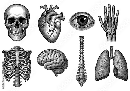 Detailed anatomical drawings of human organs and skeleton in vintage style