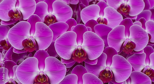 A dense arrangement of vibrant purple orchids creating a visually striking floral composition