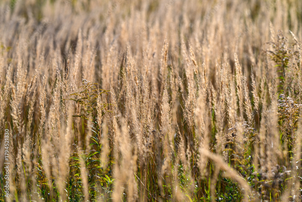 Fototapeta premium Golden Grasses in a Serene Field Beautifully Capturing Natures Unparalleled Beauty