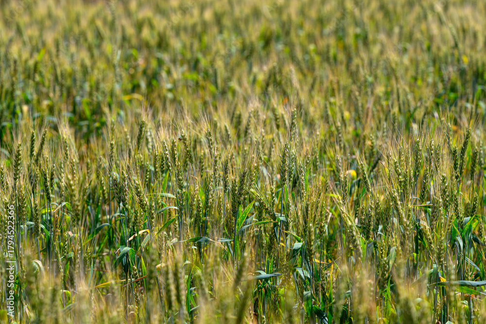 Fototapeta premium The Golden Fields of Grain Are Fully Ready for the Upcoming Harvest, Awaiting Farmers