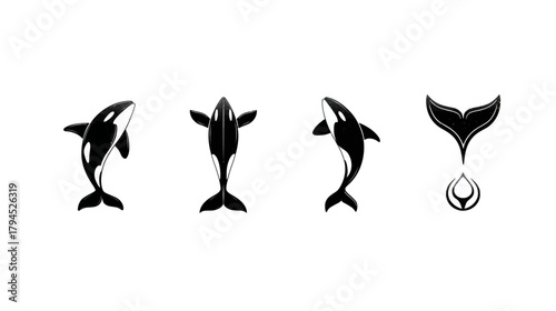 Black and white killer whale vector set, various orca silhouettes, aquatic marine mammal icons, whale tail graphic