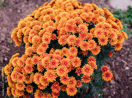Small orange chrysanthemums or daisies grow in a flowerbed in the form of a fluffy bush. Beautiful autumn background.