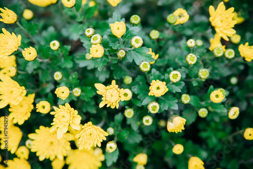 Small yellow chrysanthemums or daisies grow in a flowerbed in the form of a fluffy bush. Beautiful autumn background.
