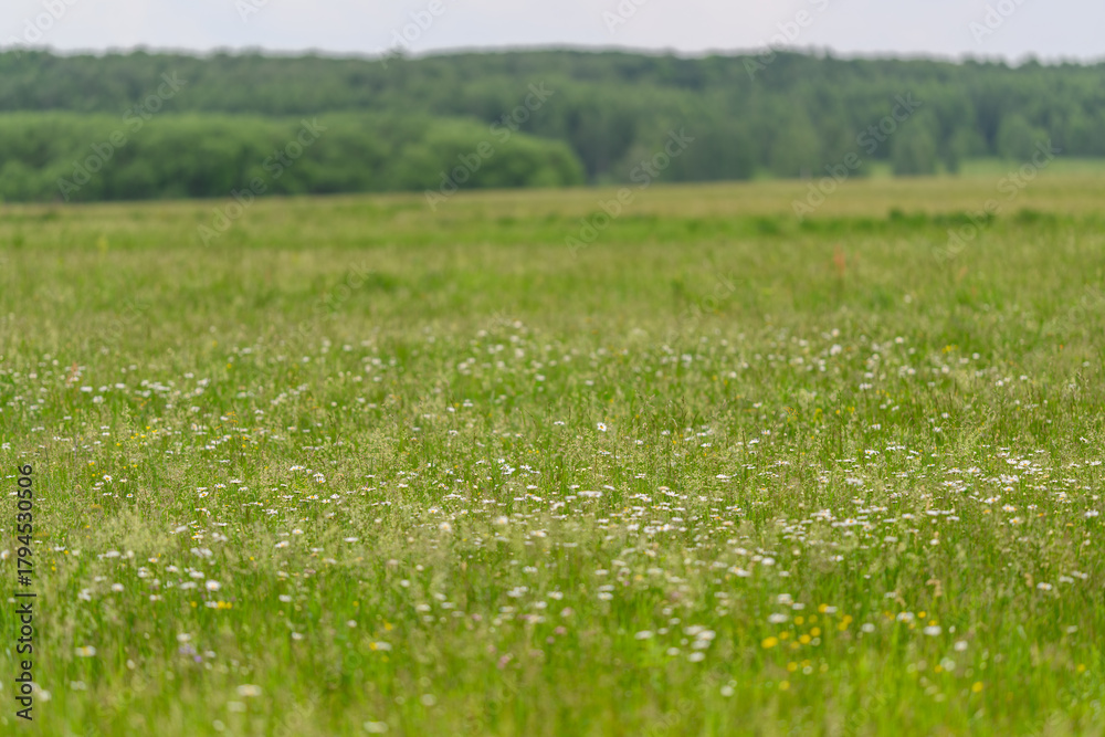 Fototapeta premium A Beautiful Vibrant Green Meadow Filled with Colorful Wildflowers Beneath a Clear Sky