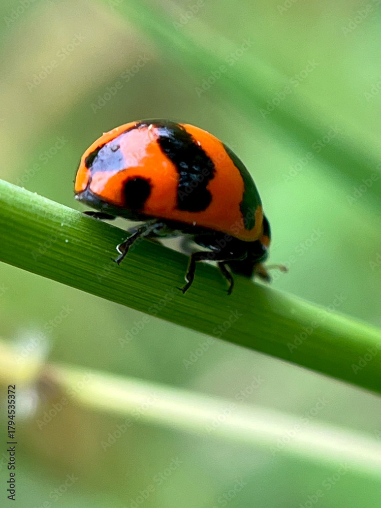 Fototapeta premium ladybug on leaf