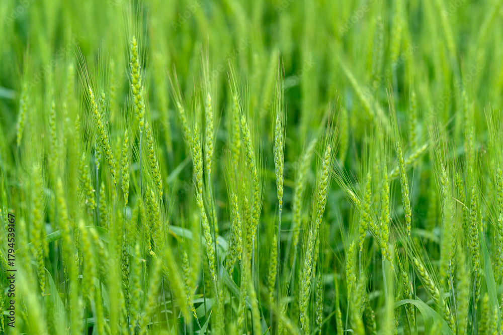 Obraz premium Lush and vibrant green grains flourishing in an expanse of fertile field, nurtured by nature