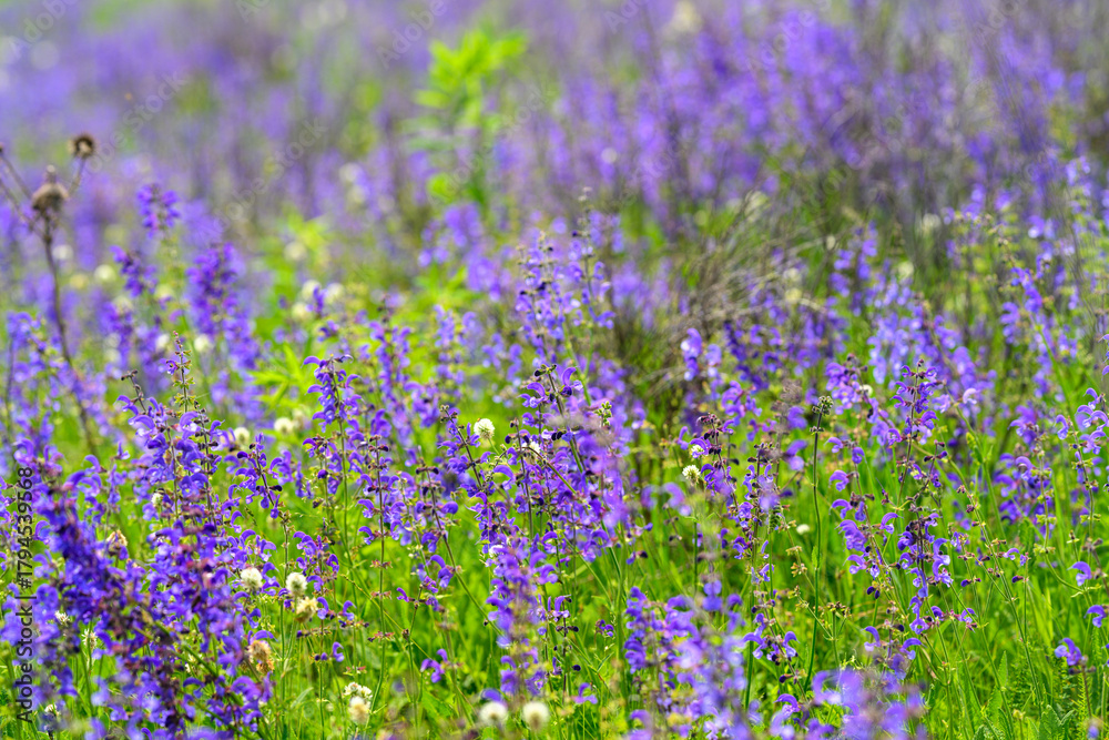 Naklejka premium Vibrant Purple Wildflowers in Full Bloom, Showcasing Natures Extraordinary Beauty and Diversity