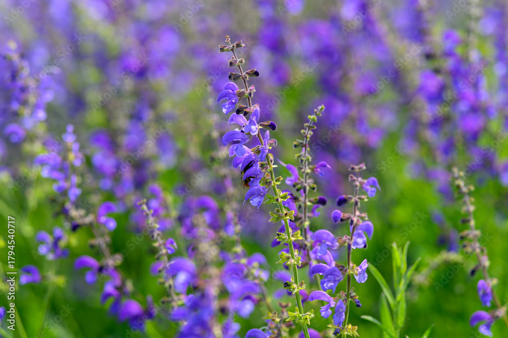 Obraz premium A Beautiful Landscape Featuring a Vibrant and Colorful Field of Blooming Purple Flowers