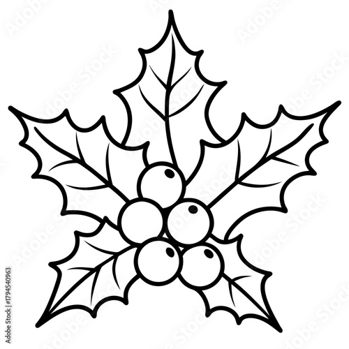 Outline drawing of holly with berries and leaves on transparent background