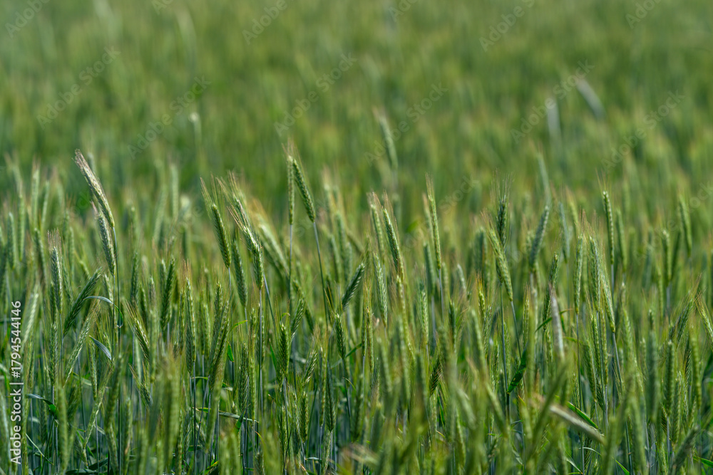 Obraz premium A Beautiful and Lush Green Wheat Field Bathed in the Early Morning Light of Dawn