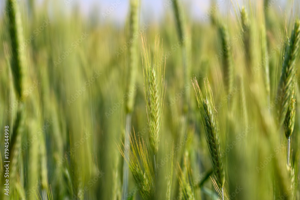 Fototapeta premium A Beautiful and Lush Green Wheat Field in the Early Stages of Its Growth Cycle, Flourishing