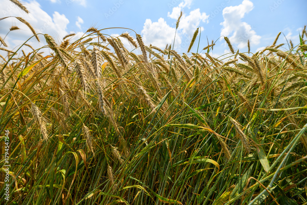 Obraz premium Vibrant Golden Wheat Fields Flourishing Under the Bright and Beautiful Sunny Skies