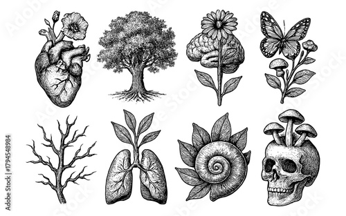 Nature and anatomy engraving: detailed botanical and human elements in black and white