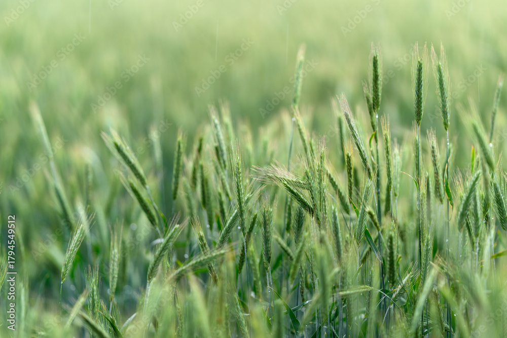 Obraz premium A Vibrant and Lush Green Field of Grass, Beautifully Adorned with Gentle Morning Dewdrops