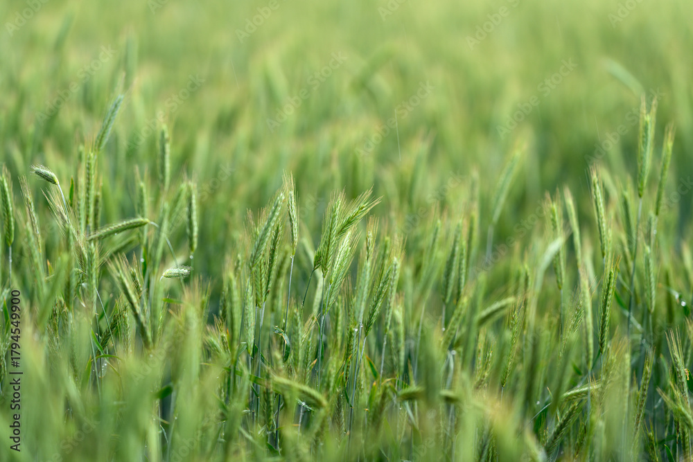 Fototapeta premium A Beautiful and Lush Green Field of Grain that is Bathed in Soft and Warm Light from the Sun