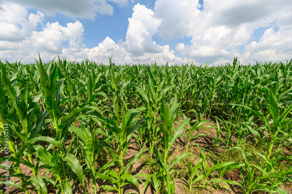 Obraz premium A Vibrant Corn Field Surrounded by Nature Under a Clear Blue Sky Filled with Fluffy Clouds
