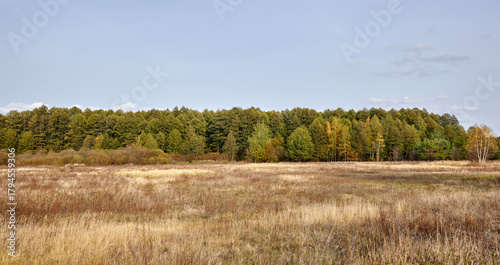 Dense forest against the sky and meadows. Beautiful landscape of a row of trees and blue sky background