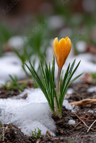  First Crocus Flower Blooming Through the Snow in Spring