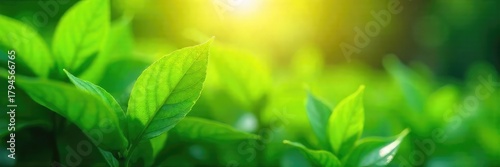 Close-up shot of lush green leaves with sunlight filtering through, perfect for eco-friendly and sustainable projects, representing growth and renewable energy , conservation, growth, greenery