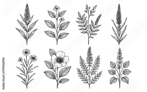 Hand-drawn botanical herbs and wildflowers collection set in vintage style