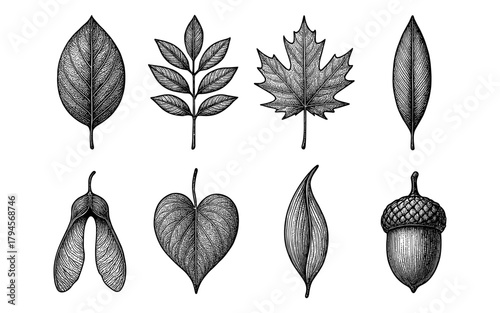 Intricate hand-drawn botanical leaf and nature set for design projects