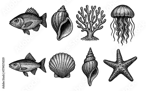 Hand drawn marine life collection featuring fish, shells, coral, jellyfish, and starfish