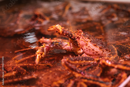 Fotografie A close-up of the Hokkaido Red King Crab or Tarabagani raising its claw above the water while kept in a live tank at the Otaru Seafood Market, Hokkaido, Japan