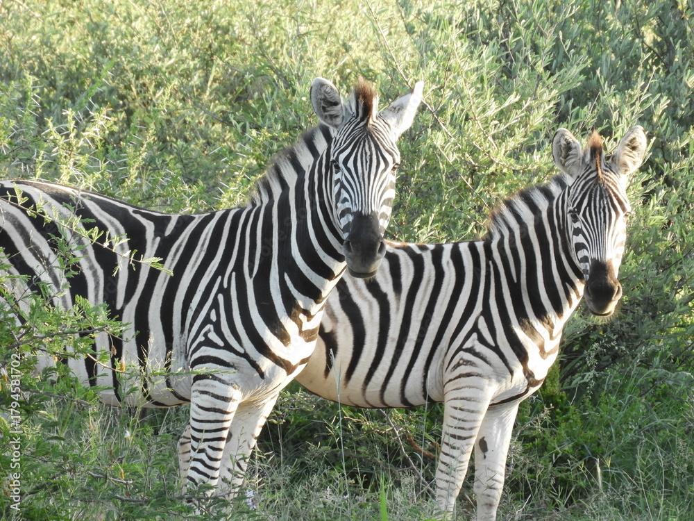 Naklejka premium Couple zèbre