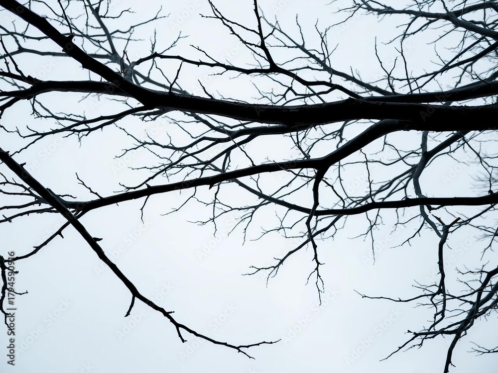 Obraz premium Bare branches of a winter tree reaching towards a grey sky, sky, tree