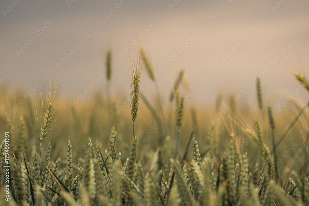 Fototapeta premium Close-up of golden wheat field with soft sunlight during harvest season