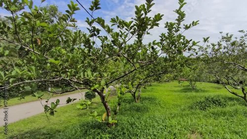 A wide and expansive guava orchard is shown with many trees planted in large numbers. The guava trees are spaced to ensure healthy, producing delicious, quality fruit for commercial sale.
