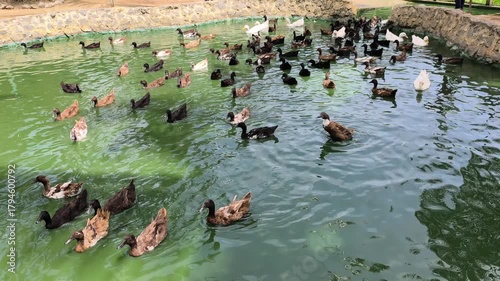 Domesticated ducks swim in a small, artificial pond on a farm. The tame ducks gather near the edge, eagerly awaiting humans to stop by and feed them.