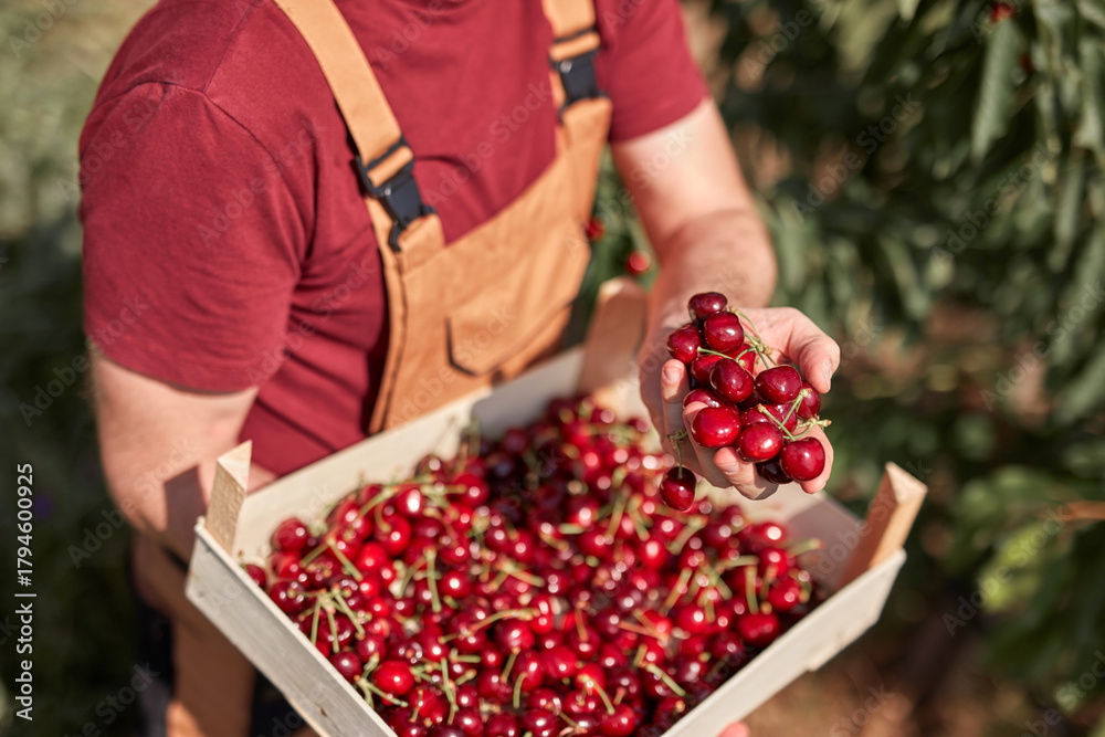Obraz premium Farmer picking fresh red cherries on a farm.