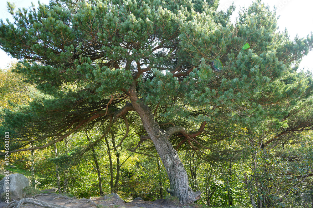 Fototapeta premium Ancient Pine Tree With Gnarled Roots Basking In Sunlight At Black Rocks, Cromford, Derbyshire Woodland Park
