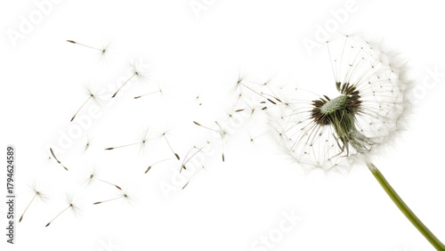 Flurry of whimsical dandelions dancing in the breeze cut out on PNG. AI generated.
