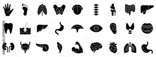Human organs solid icon set. Anatomy, body parts, kidney, bladder, pancreas, intestine, thyroid, pelvis, skeleton, joint, hand, nose, mouth, tongue, and more. Vector illustration.