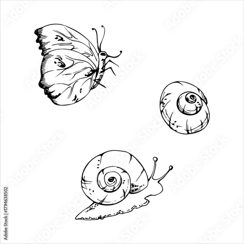 Common brimstone, clouded yellow butterfly, white garden snail spiral shell, animal insect. isolated illustration hand drawn in vector ink. Rustic decor, garden pest infographics poster, scrapbooking